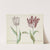 Twee tulpen met rups Parangun Vizo Rei Acosta Broene Purper Acosta (1637) by Jacob Marrel