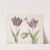 Twee tulpen met schelp en sprinkhaan (1637) by Jacob Marrel
