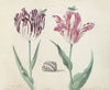 Twee tulpen met schelp en twee krekels Congaster La prinssese de paris (1637)