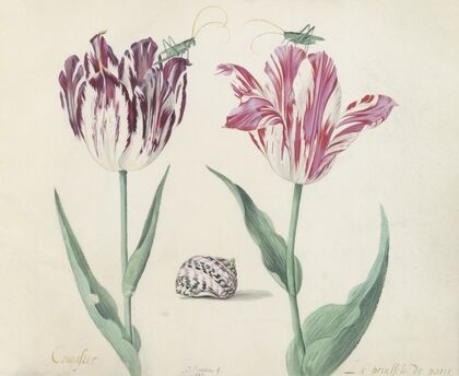 Twee tulpen met schelp en twee krekels Congaster La prinssese de paris (1637)