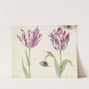 Twee tulpen met schelp, kever, vlieg en vlinder Minerva G. Standart (1637) by Jacob Marrel