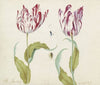 Twee tulpen met spin en vlieg in spinnenweb A. Secretarij Langschap (1637)