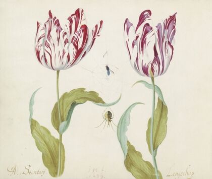 Twee tulpen met spin en vlieg in spinnenweb A. Secretarij Langschap (1637)