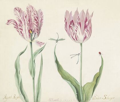 Twee tulpen met twee waterjuffers en lieveheersbeestje Agaet Roijal Winder Scheyer (1637)