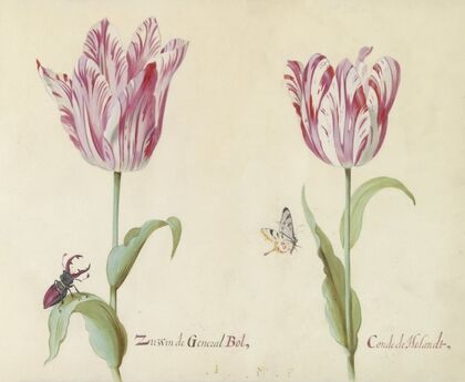 Twee tulpen met vliegend hert en vlinder Zussen de General Bol Conde de Holandt (1637)