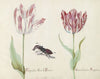 Twee tulpen met vliegend hert Espanoleta o Reina de Franca General estendart Acosta (1637)