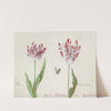 Twee tulpen met vlinder en twee waterjuffers Perlla Olinda van Burch (1637) by Jacob Marrel