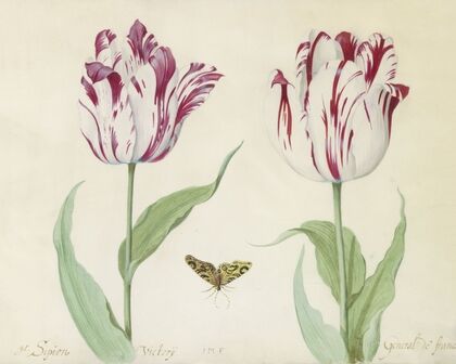 Twee tulpen met vlinder G(enera)l Sipion Victorij General de france (1637)