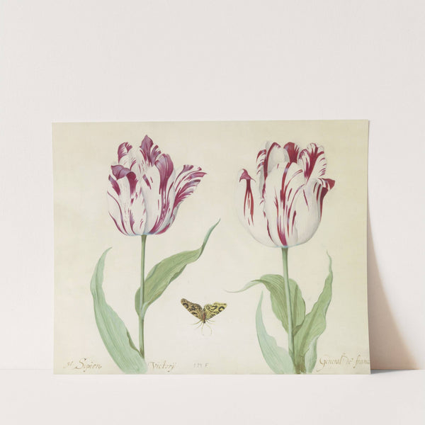 Twee tulpen met vlinder G(enera)l Sipion Victorij General de france (1637) by Jacob Marrel