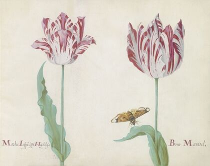Twee tulpen met vlinder Marbre Laspe offt Hoijdelifes Bont Manttel (1637)