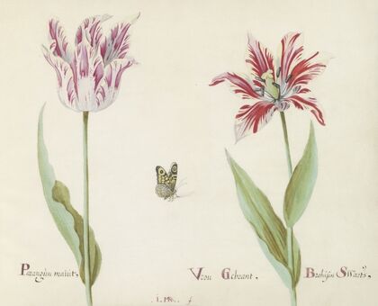 Twee tulpen met vlinder Parangun maiut Vrou Gebrant Brabason Swarts (1637)