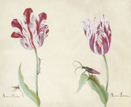 Twee tulpen met waterjuffer, rups en kever Amaral Tarlon Amaral Latun (1637)