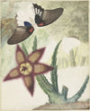 Twee vlinders en een vijfbladige geel-paarse bloem