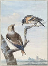 Twee vogels; een appelvink (Coccothraustes coccothraustes) en een keep (Fringilla montifringilla)