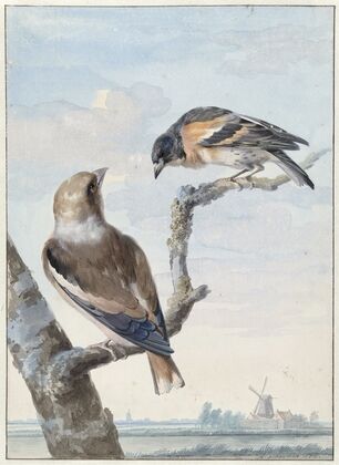 Twee vogels; een appelvink (Coccothraustes coccothraustes) en een keep (Fringilla montifringilla)