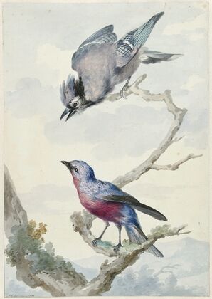 Twee vogels; een blauwe gaai en een purperborstcotinga