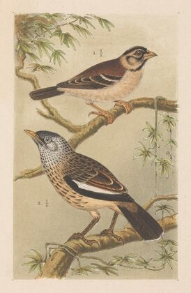 Twee vogels op takken