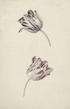 Twee wit-rode tulpen