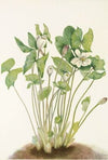 Field Violet. Viola rafinesquii