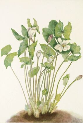 Field Violet. Viola rafinesquii