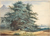Two Ancient Trees before a Mountain Peak