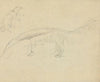Two Anteaters