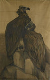 Two Arabian Vultures (1885 - 1917)