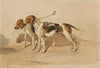 Two beagles