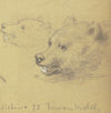Two bears