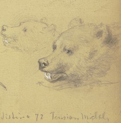 Two bears