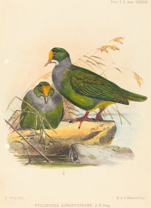 Two Birds (Ptilonopus Auranthfrons)