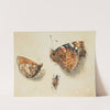 Two butterflies and another insect by Giovanna Garzoni