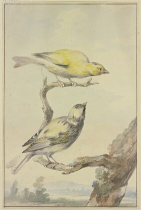 Two canaries