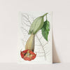 Two-coloured Brugmansia by Sydenham Edwards