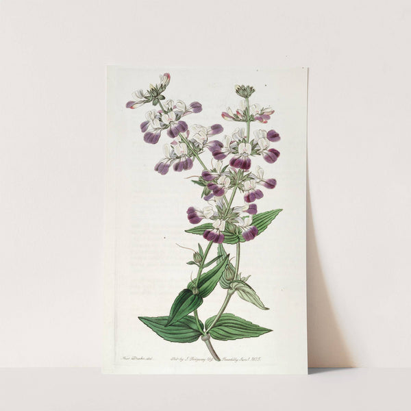 Two-coloured Collinsia by Sydenham Edwards