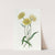 Two-coloured Elichrysum by Sydenham Edwards