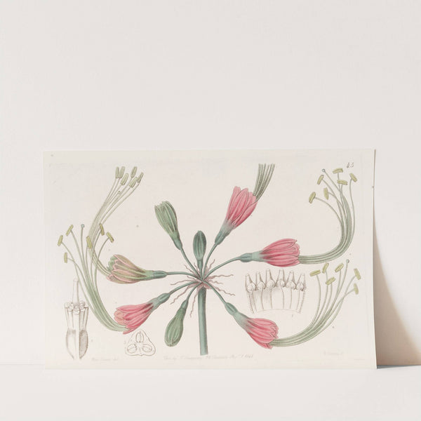 Two-coloured Fairy bloom by Sydenham Edwards