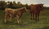 Two Cows Grazing