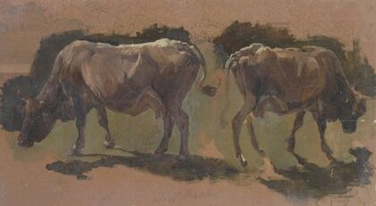 Two cows in Albano