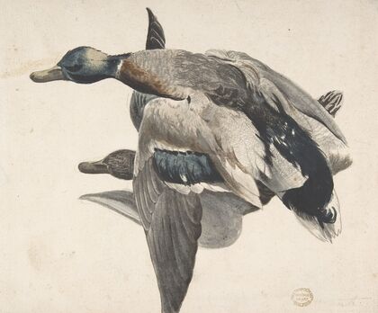 Two Dead Ducks