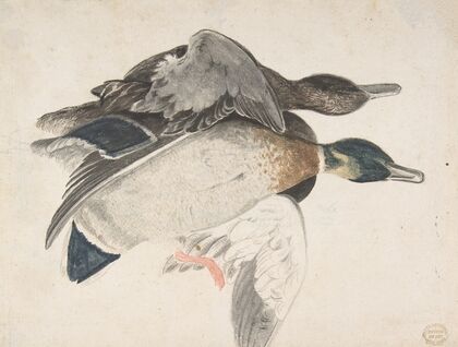 Two Dead Ducks
