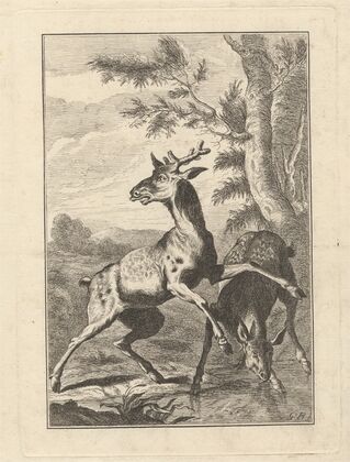 Two Deer
