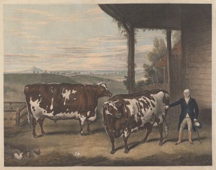 Two Denham Oxen (1828)