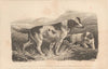 Two Dogs (1810)