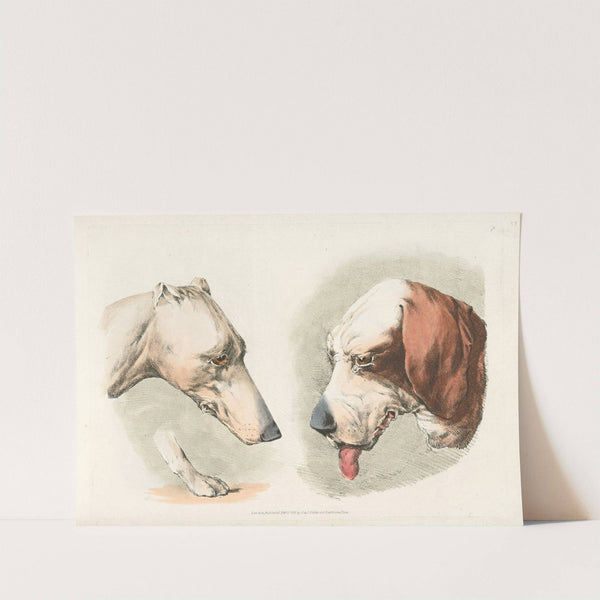 Two dogs’ heads and a paw (1817-1818) by Henry Thomas Alken
