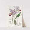 Two-edged Laelia by Sydenham Edwards