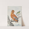 Two Exotic Birds (1762) by Aert Schouman