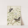 Two Exotic Butterflies on a Blooming Bush by Hermanus de Wit