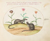 Two Genets or Civet Cats with Tulips (1575-1590)