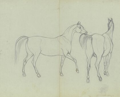Two horses